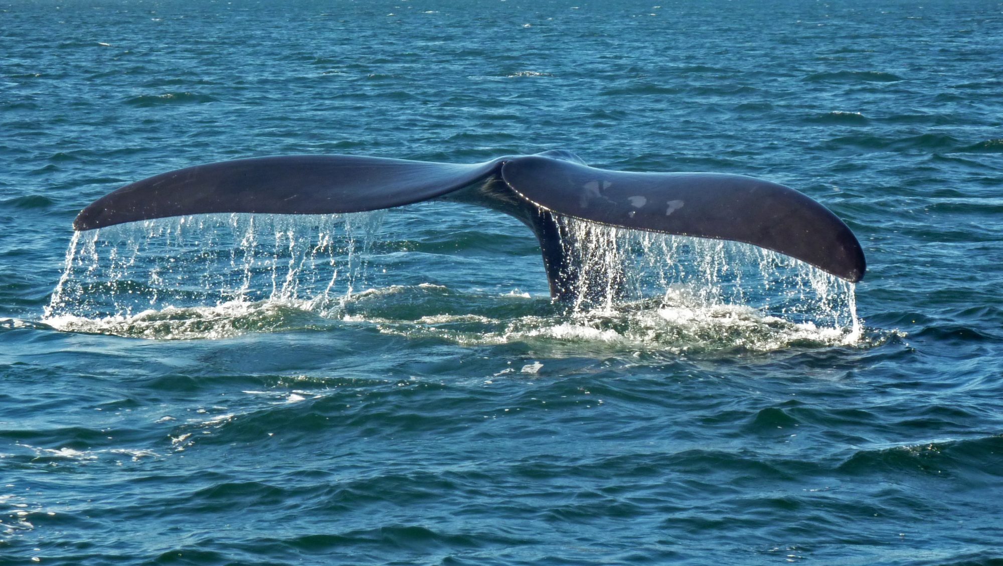 Whale watching on the Fleurieu