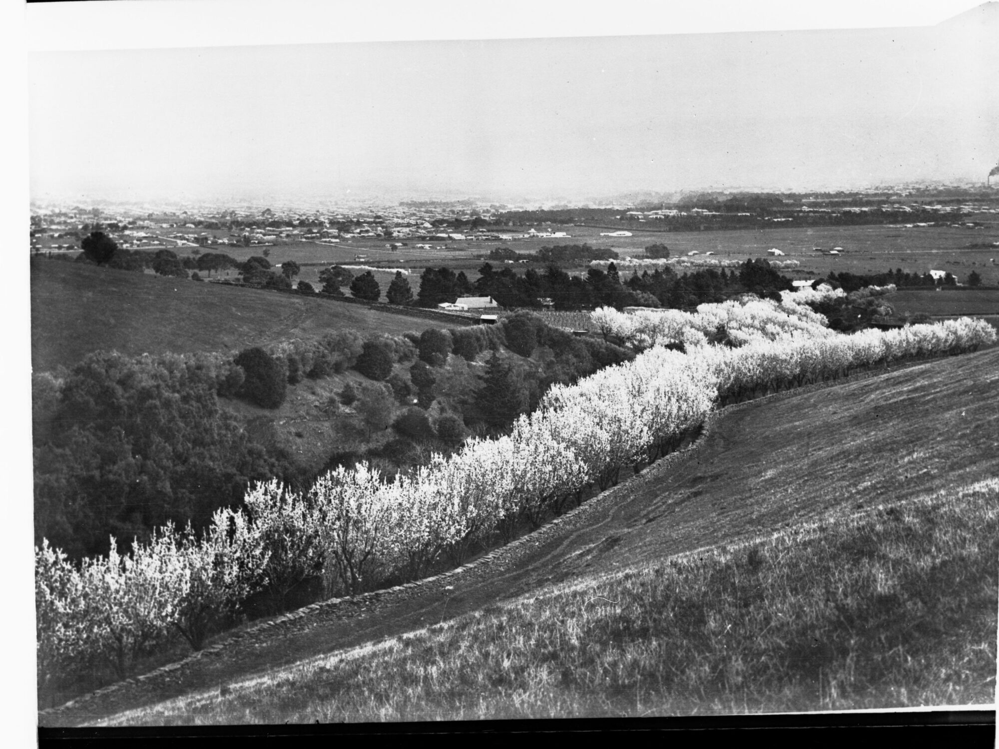 A short white window: 170 years of Willunga almonds
