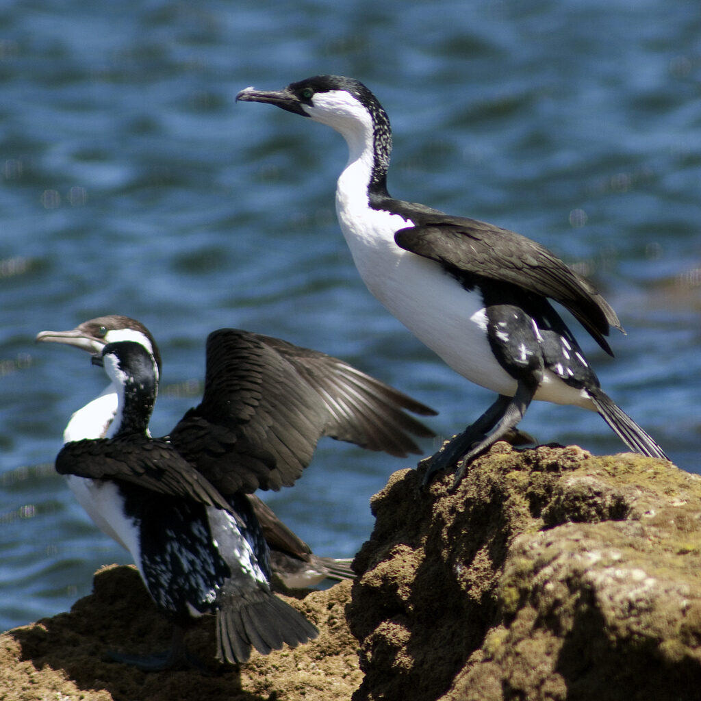 Aldinga Reef Aquatic Reserve