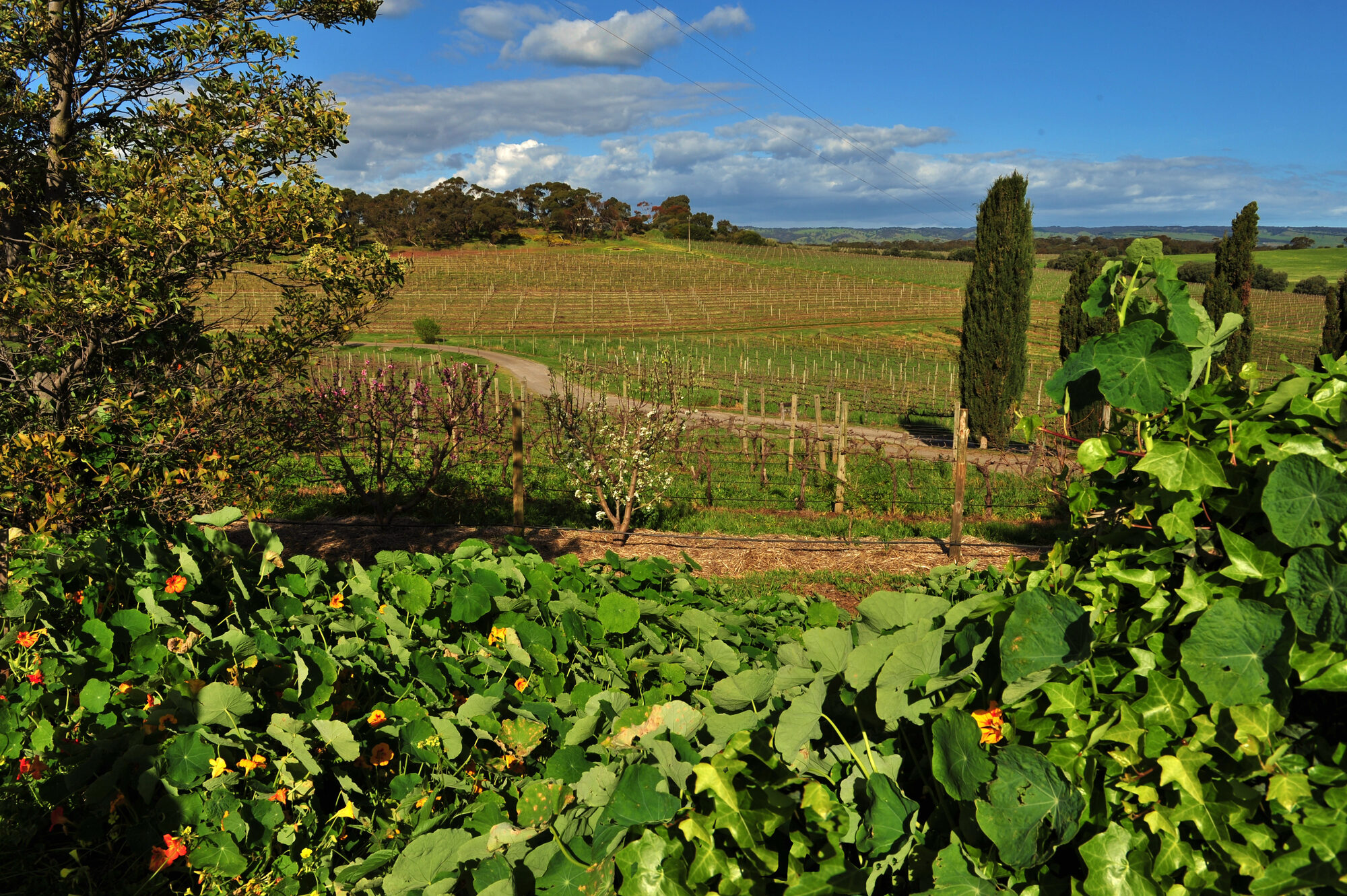 McLaren Vale